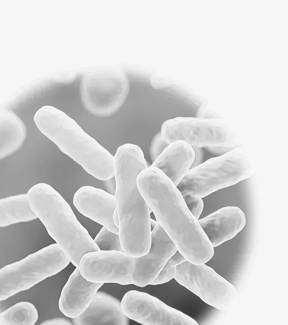 Probiotic